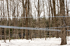 réseau d'érablière arbres