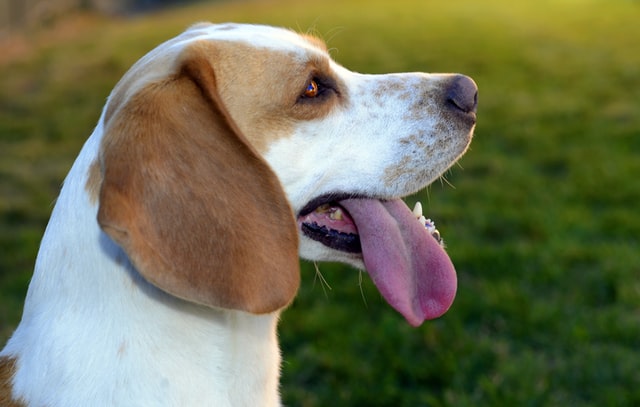 chien animal