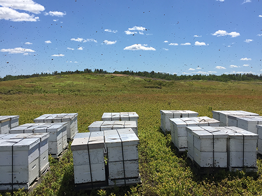 ruches d'abeilles